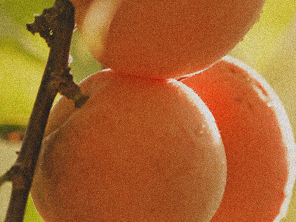 Esteli Apricot Kernal