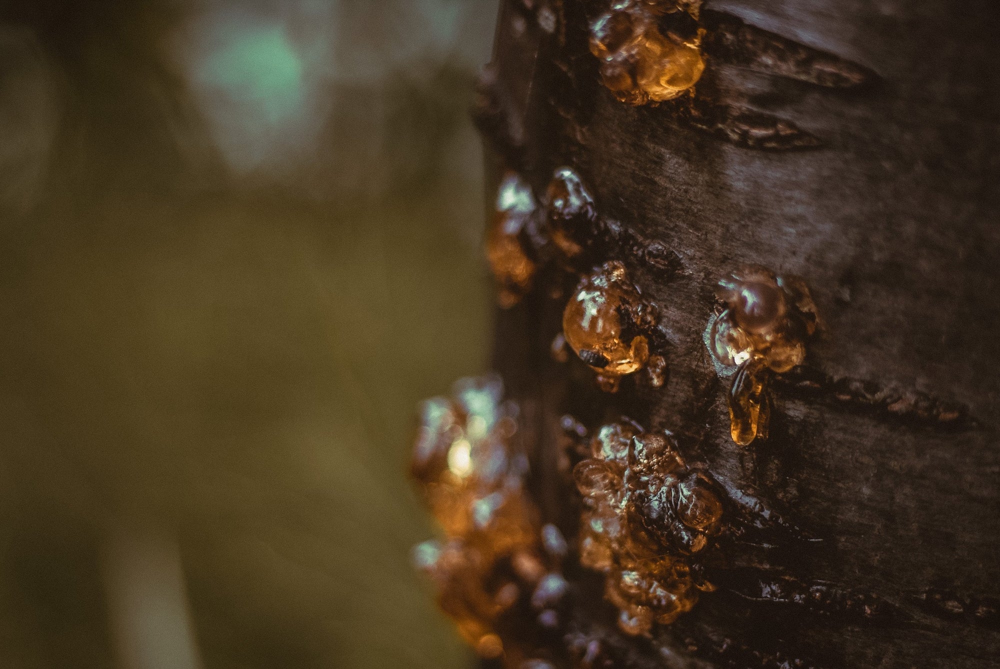 Close-up of amber copaiba resin emerging from the bark of a copaifera tree