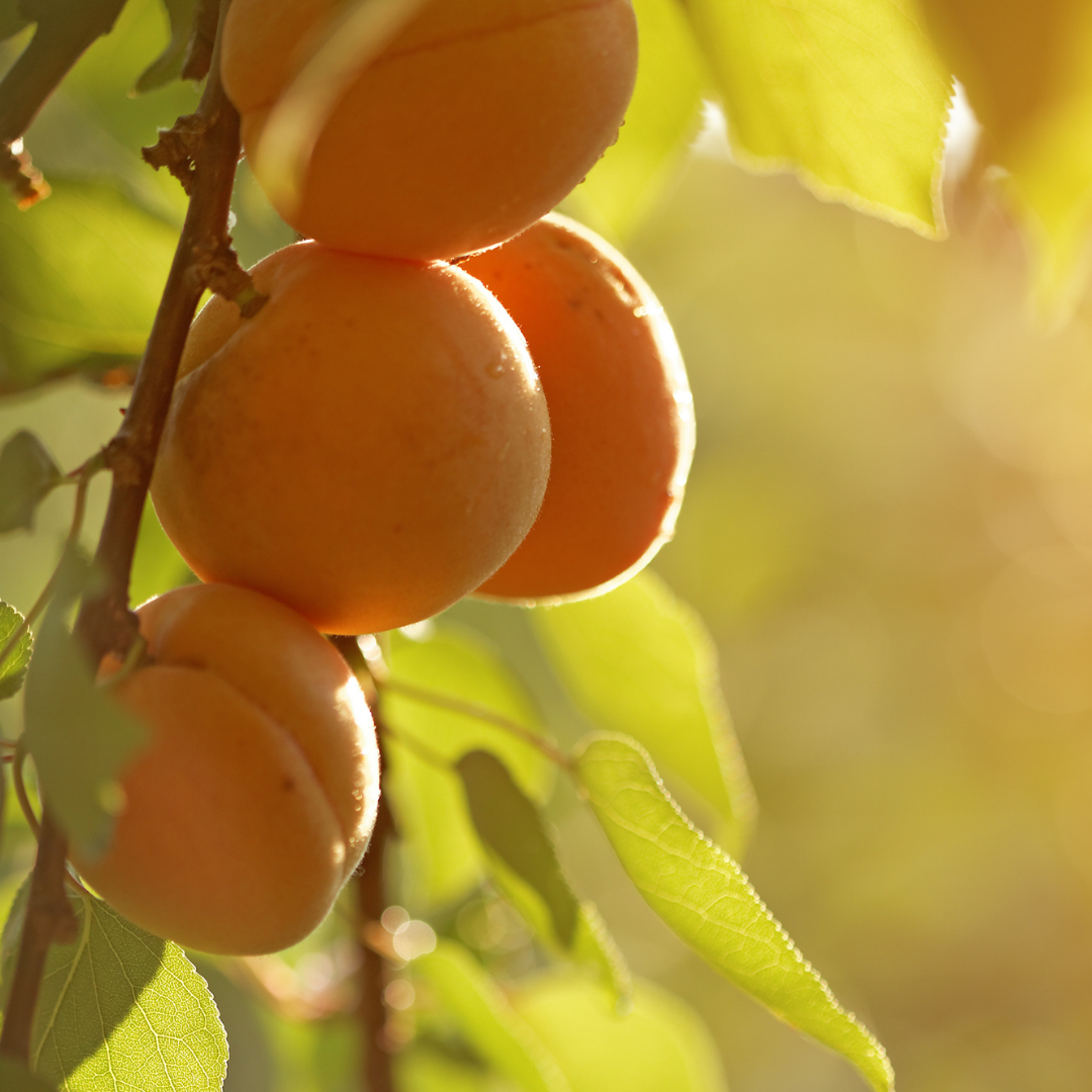 Apricot Kernel Oil