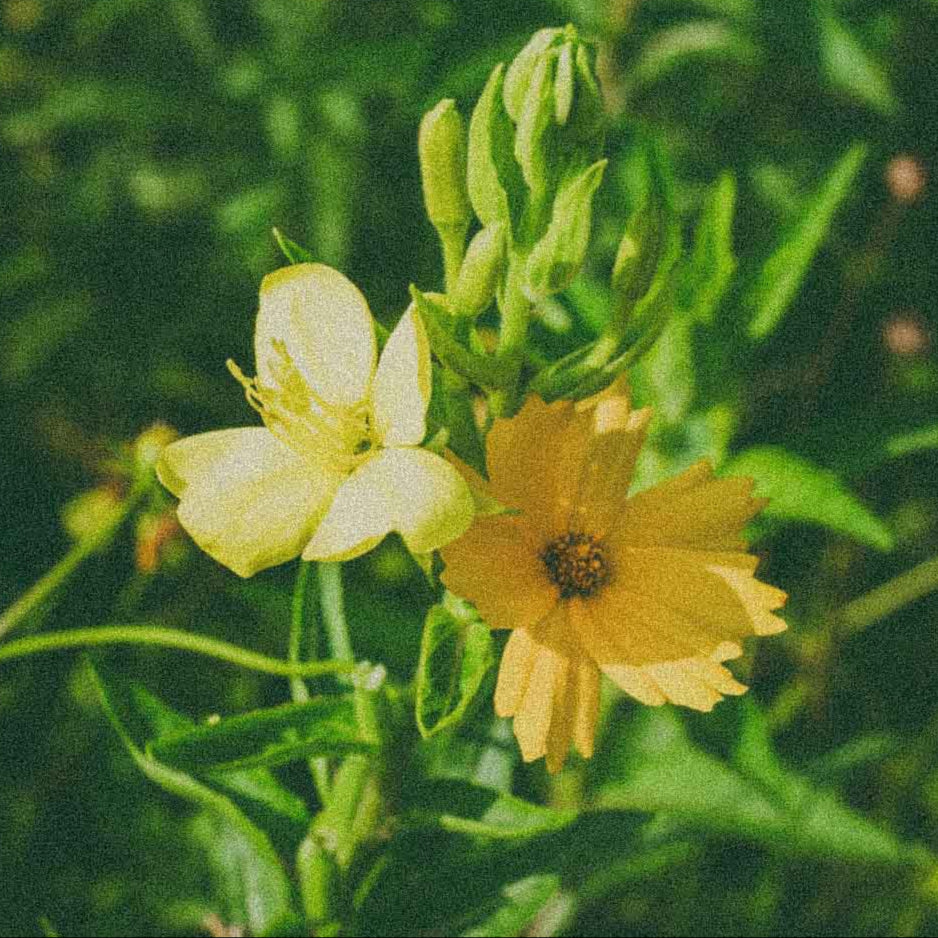 Evening Primrose Oil