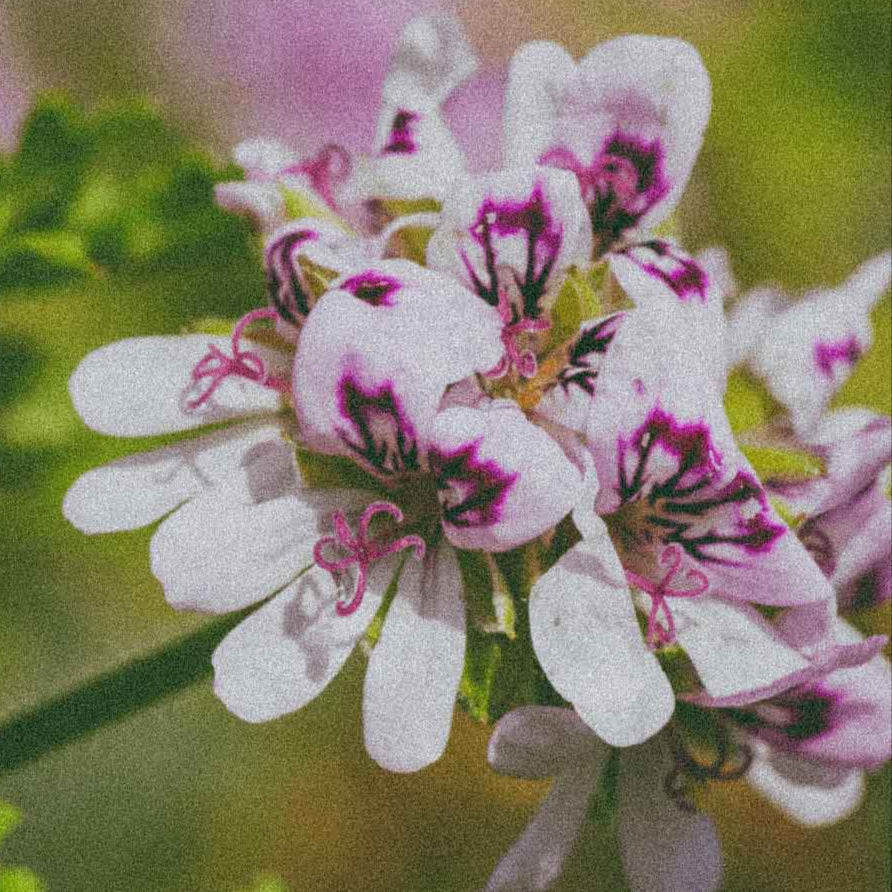 Geranium