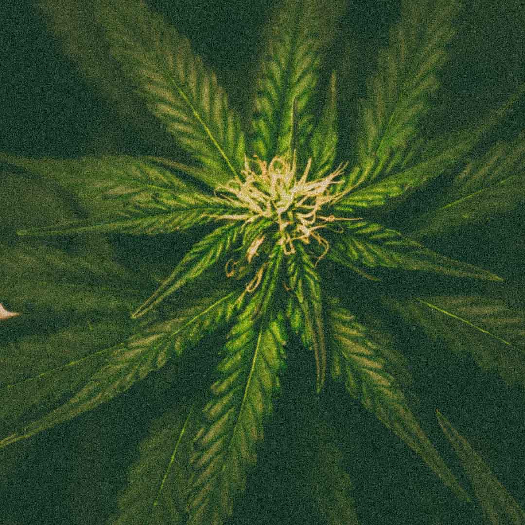 Hemp Seed Oil