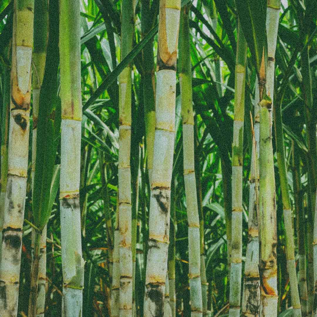 Sugarcane-Derived Squalane