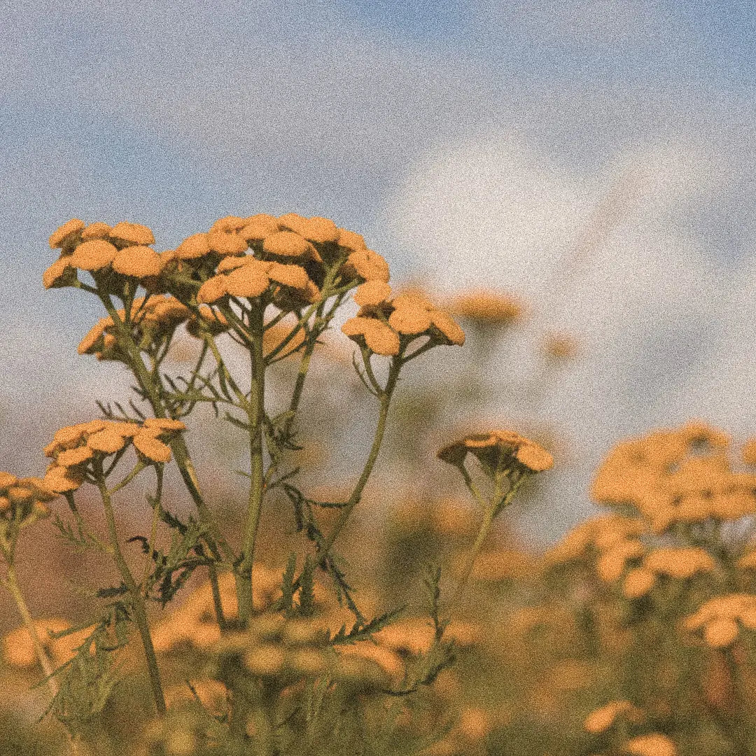 Blue tansy flowers used to produce aromatic blue tansy oil