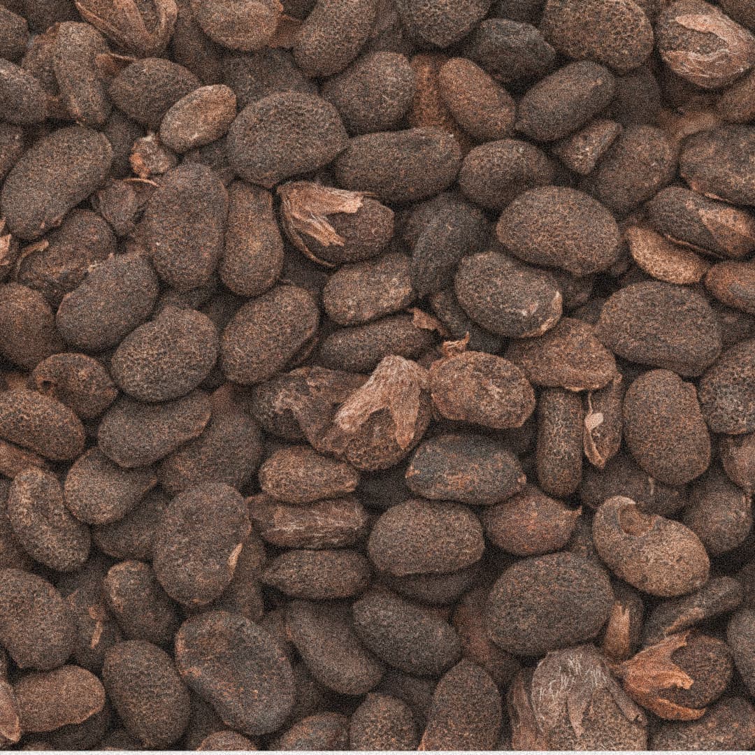 Bakuchi seeds used to produce cold-pressed bakuchi seed oil