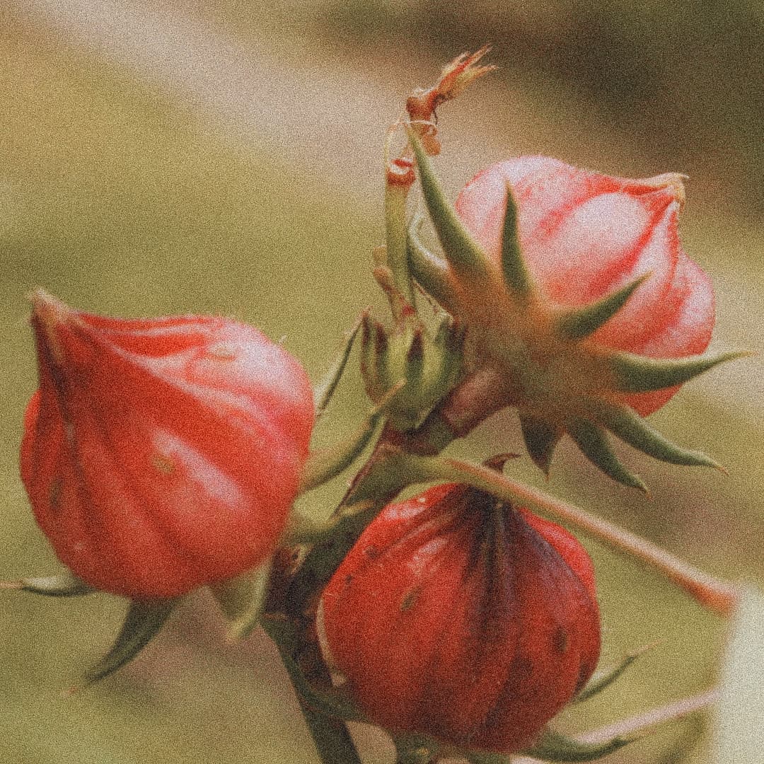 Hibiscus sabdariffa seeds used to produce organic hibiscus seed oil