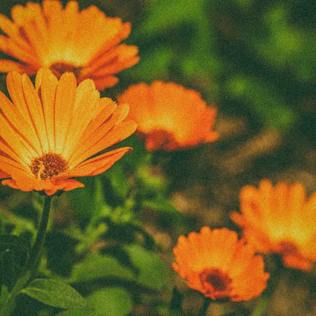 Calendula flower extract, a botanical ingredient in Verano Body Oil