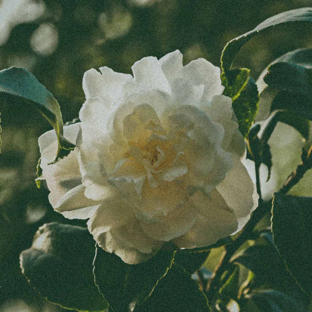 Camellia seed oil, a lightweight botanical oil in Verano Body Oil