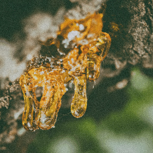 Copaiba balsam resin used in Magnesio Mineral Body Spray