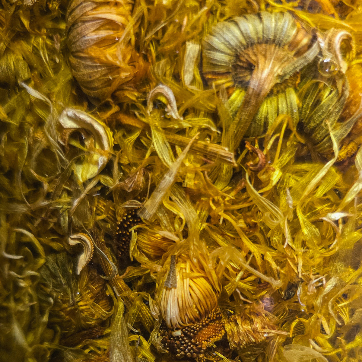 Close-up of organic calendula flowers infusing in golden olive oil for ESTELÍ Oro Rosa face oil.