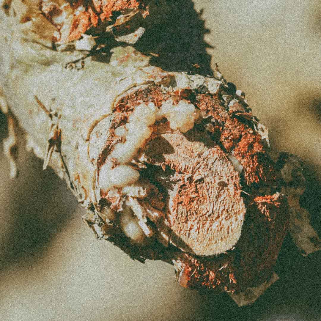 Frankincense resin used in Magnesio Mineral Body Spray