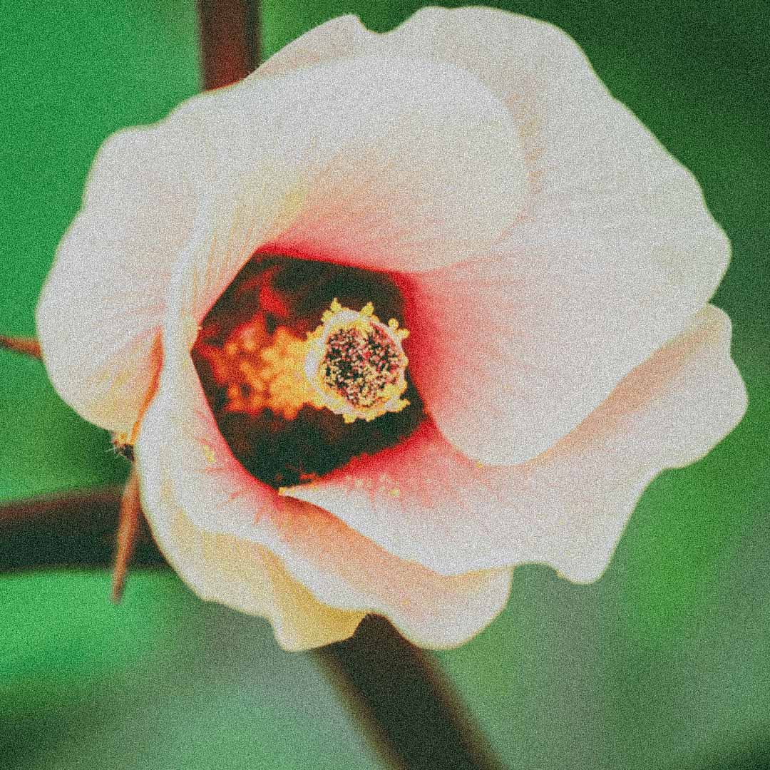 Hibiscus hydrosol ingredient for Rosa Jamaica Hydrating Face Mist