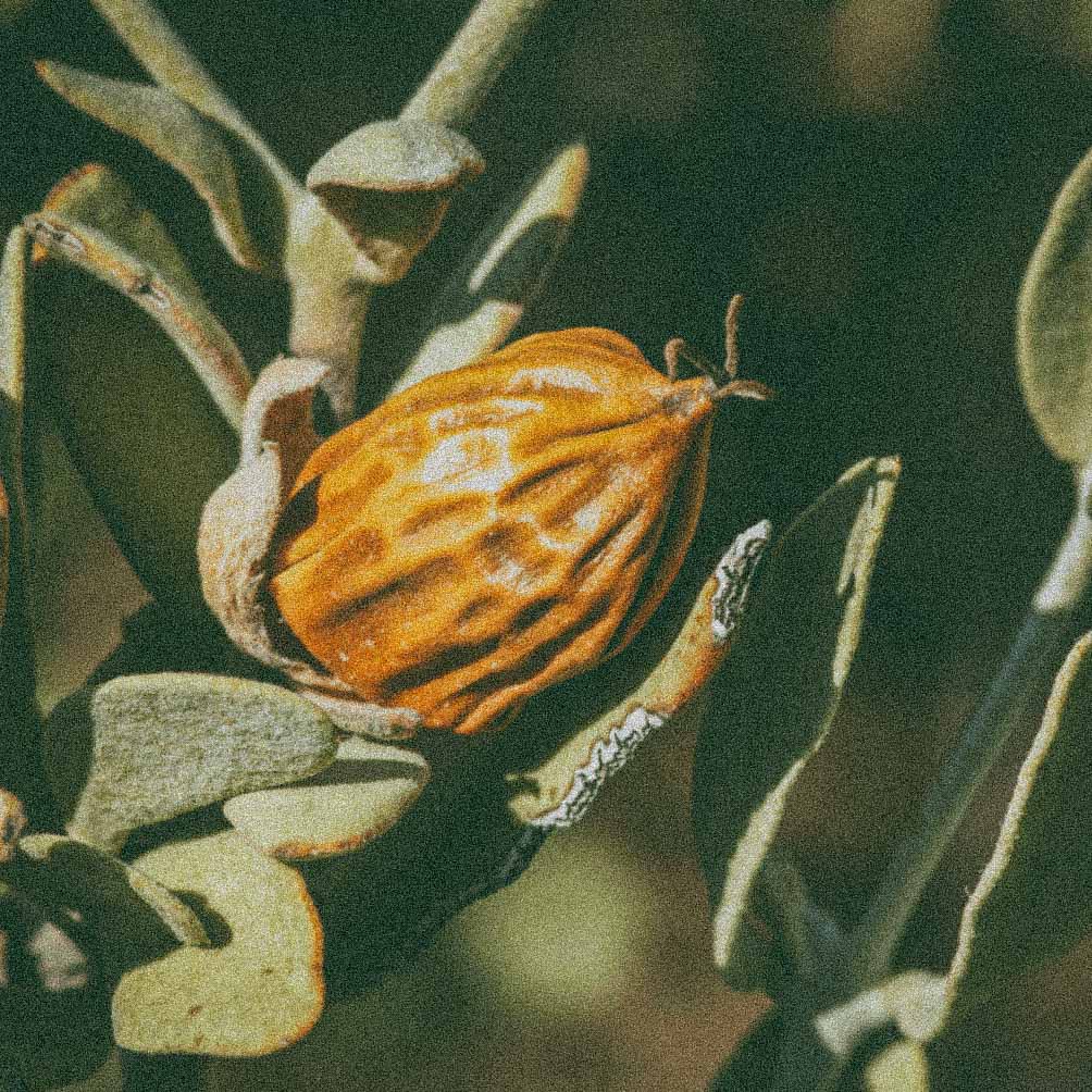 Jojoba oil, a lightweight plant oil in Oro Rosa Supercriticals Face Oil