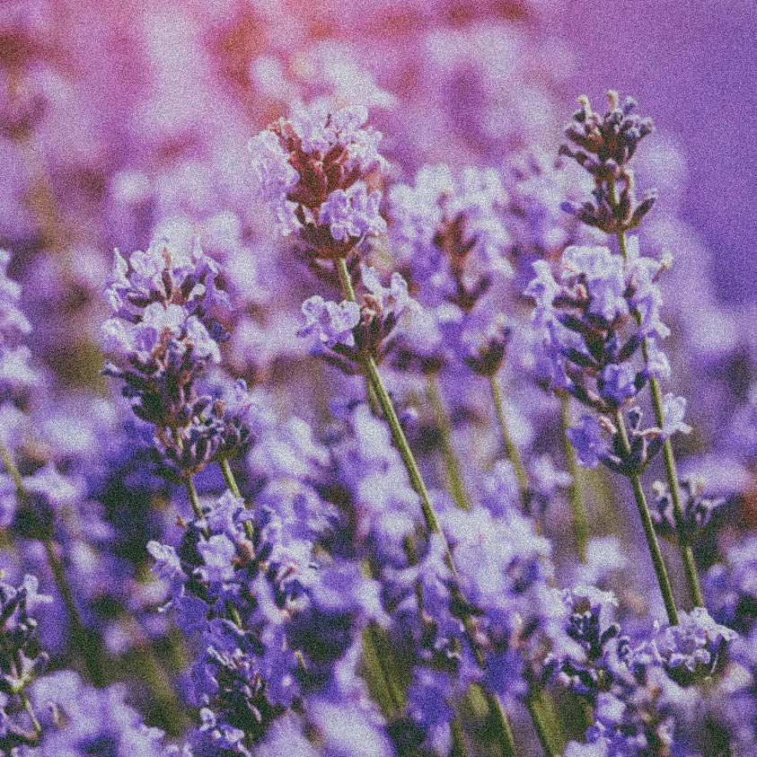 Lavender botanical used in Magnesio Mineral Body Spray