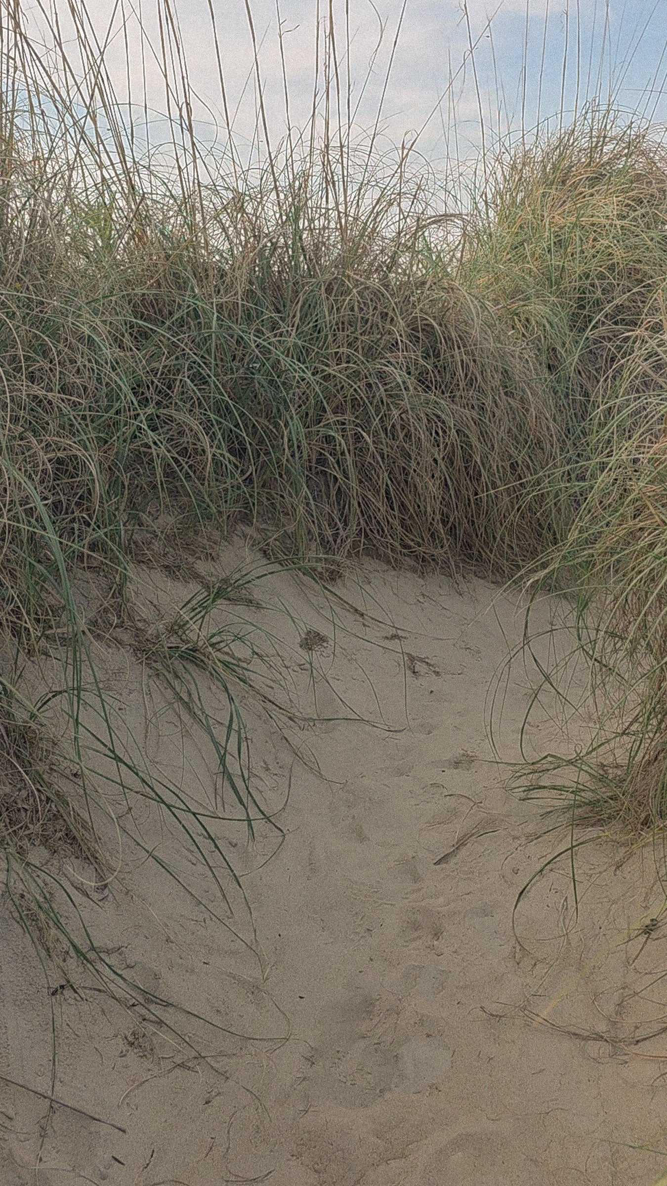Dune grass and soft sand path evoking the mineral coastal ritual of Magnesio body spray