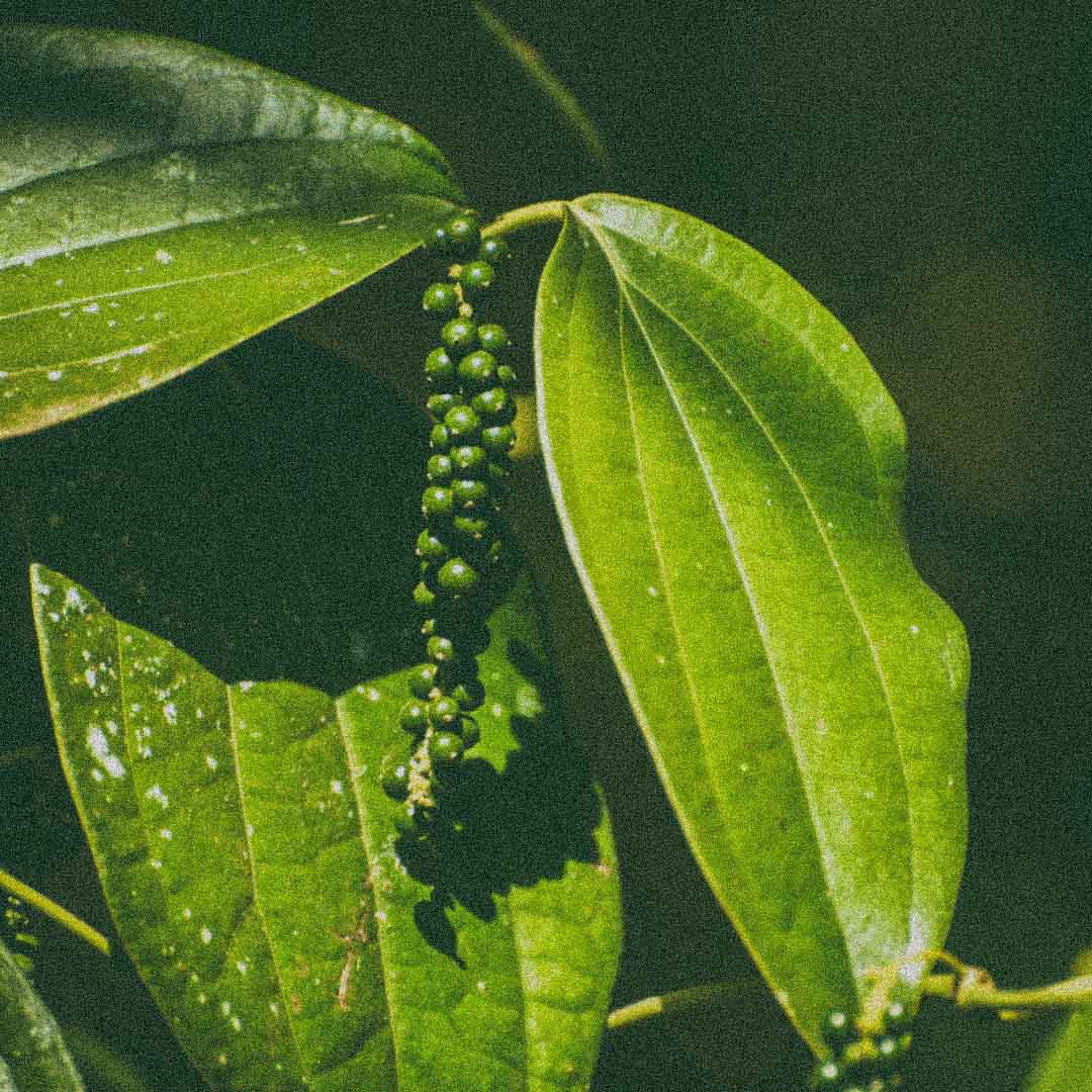 Organic black pepper used in Todo Bien Aromatherapy Roller