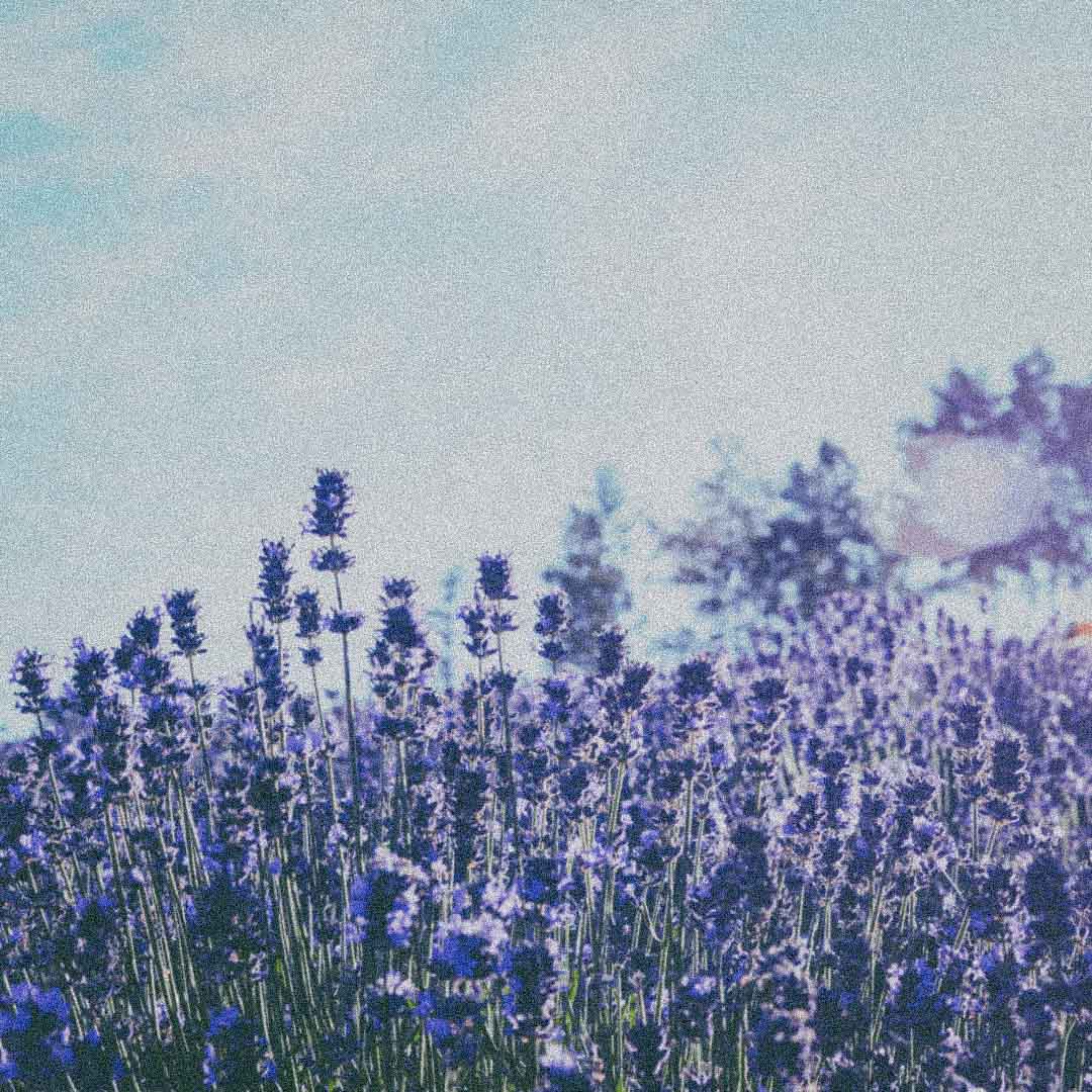 Organic lavender used in Todo Bien Aromatherapy Roller