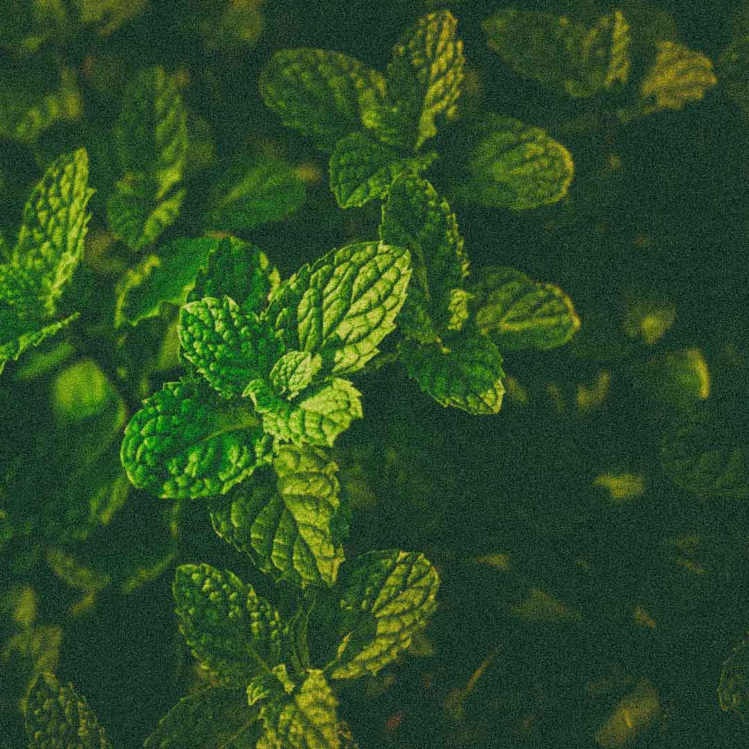 Organic peppermint used in Todo Bien Aromatherapy Roller