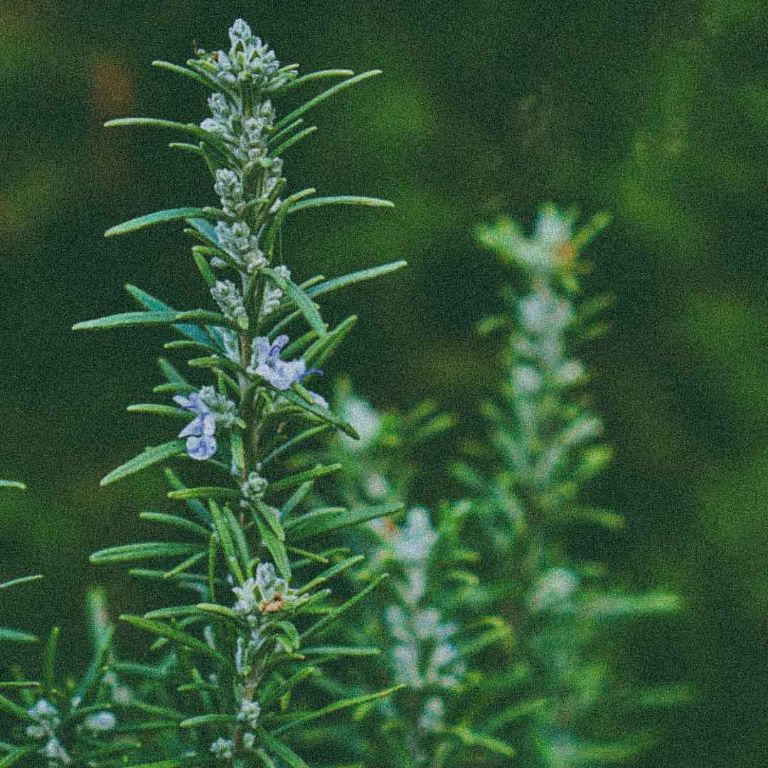 Organic rosemary used in Todo Bien Aromatherapy Roller