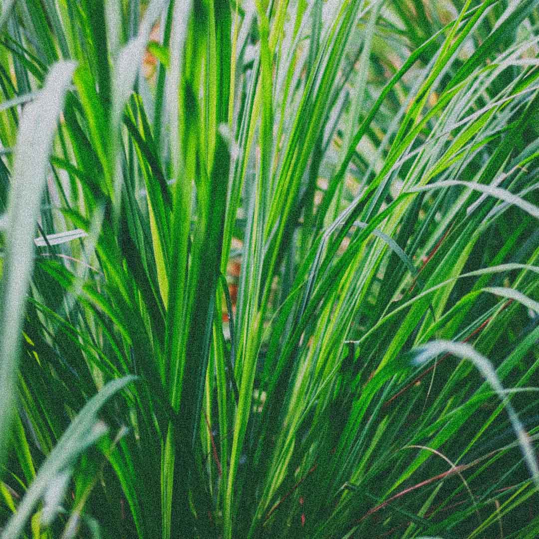 Palmarosa, the warm green-floral note in Verano Body Oil