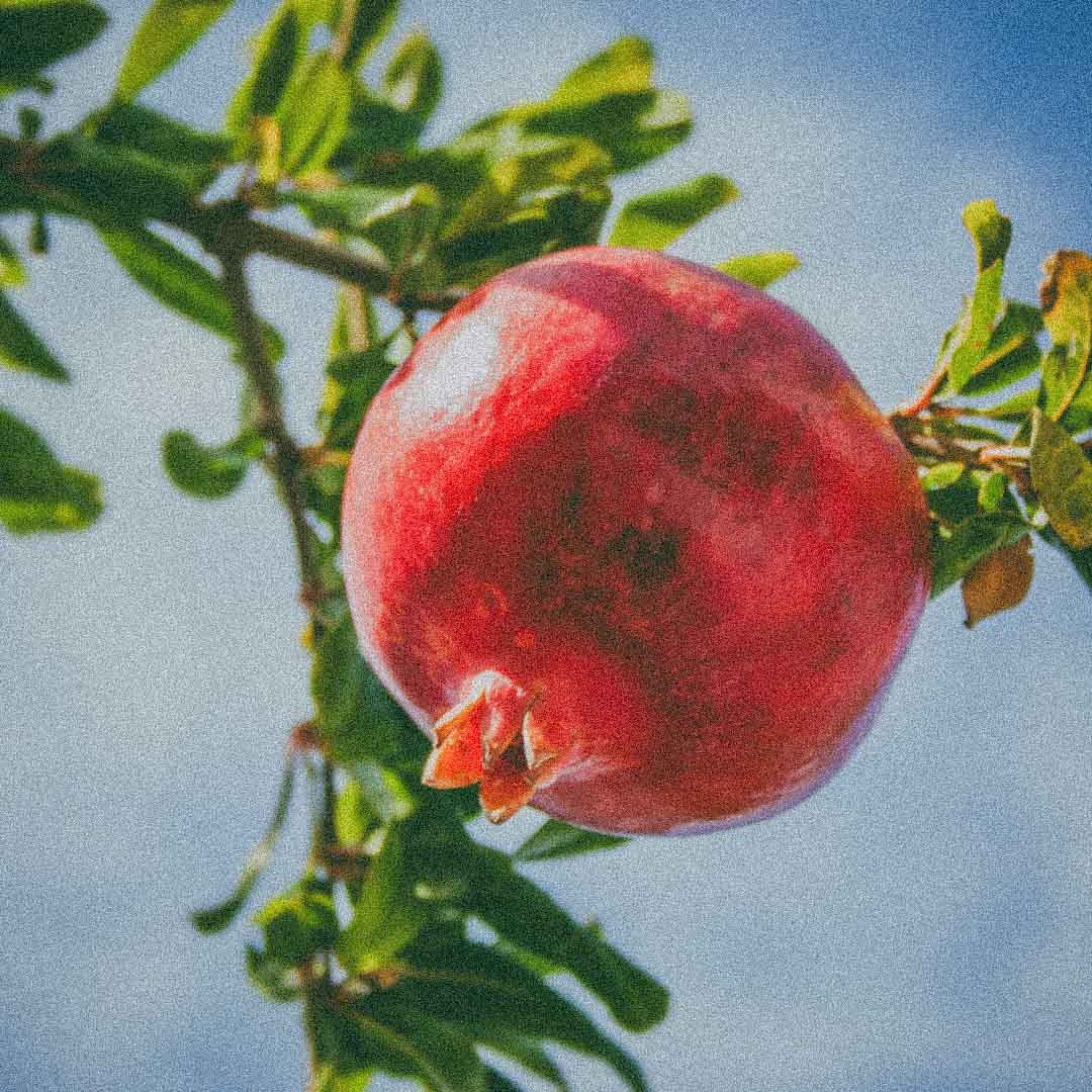 Pomegranate CO₂ extract, a key botanical ingredient in Oro Rosa Supercriticals Face Oil