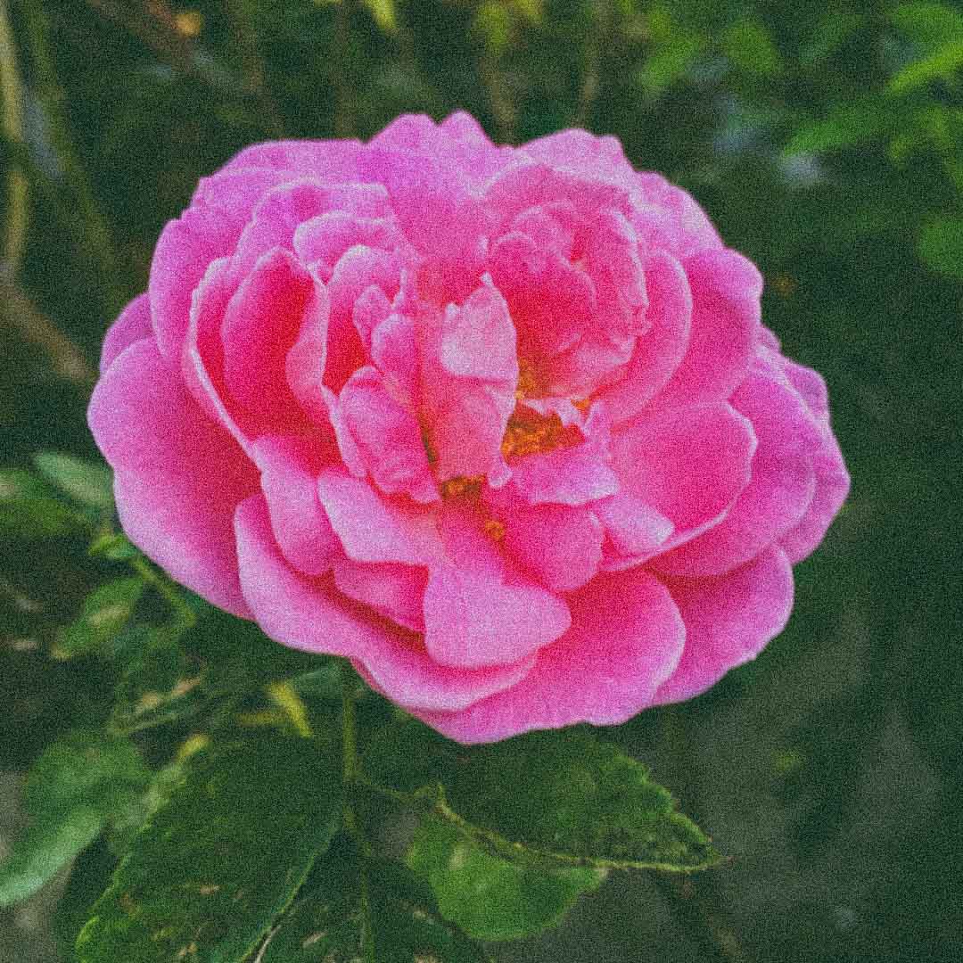 Rose hydrosol ingredient for Rosa Jamaica Hydrating Face Mist