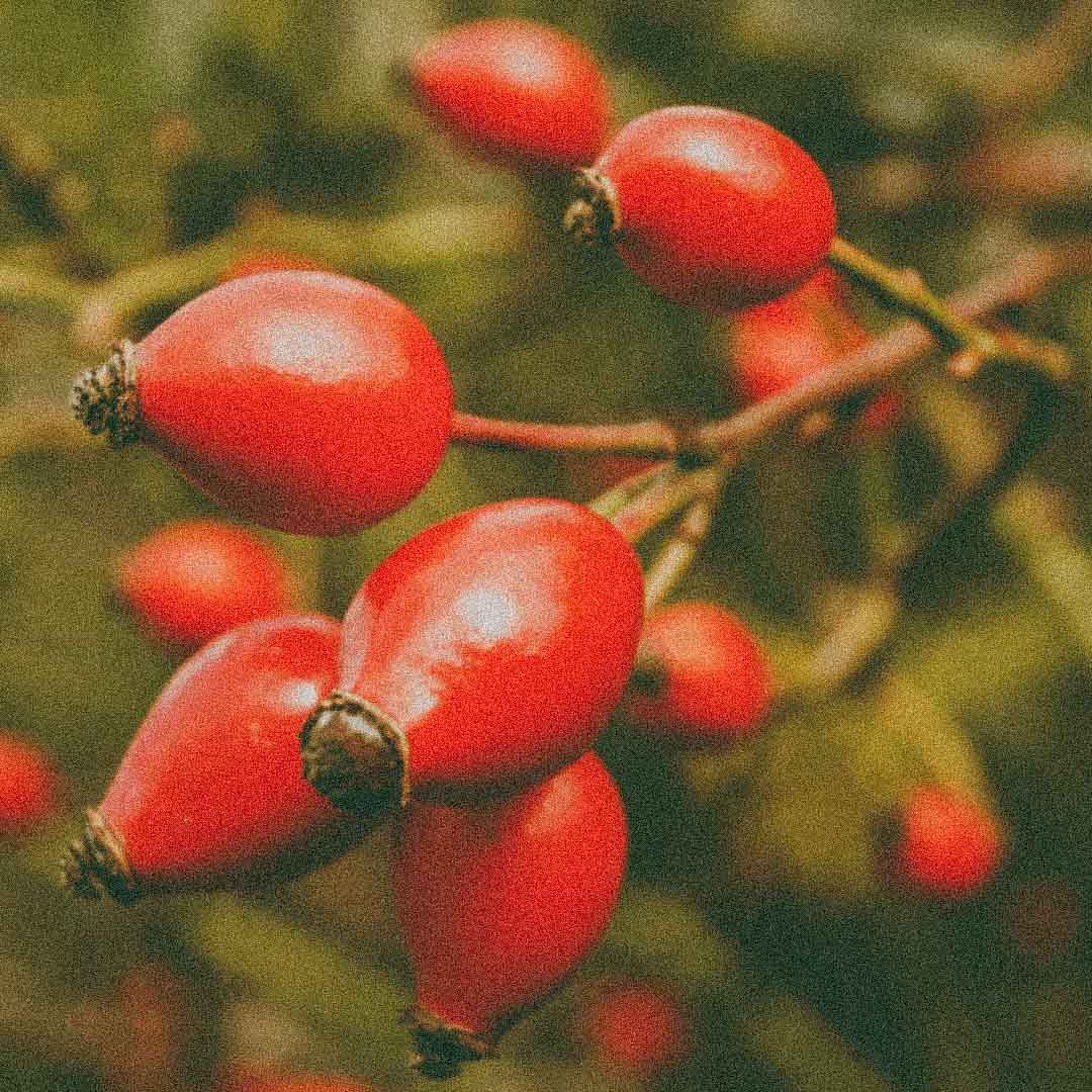 Rosehip CO₂ extract, a key botanical ingredient in Oro Rosa Supercriticals Face Oil