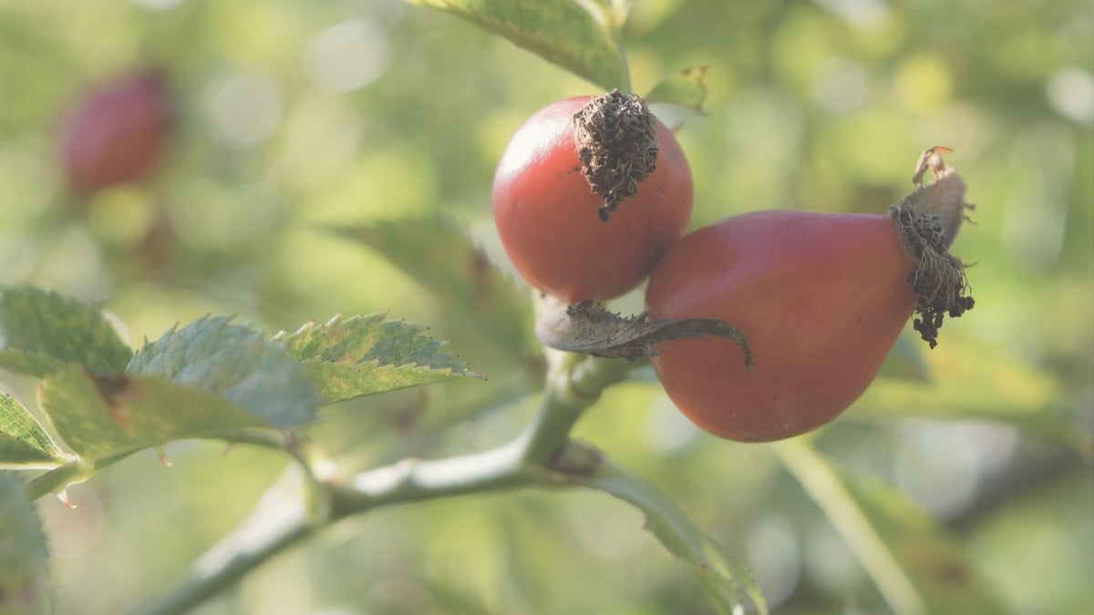 Rosehip berries growing on a branch in soft natural light
