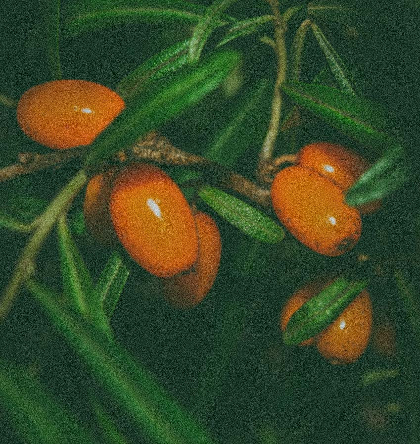 Sea buckthorn CO₂ extract, a key botanical ingredient in Oro Rosa Supercriticals Face Oil
